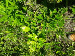 Imagem de Echinacea laevigata (C. L. Boynt. & Beadle) Blake