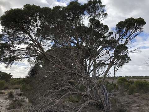 Sivun Melaleuca halmaturorum F. Müll. ex Miq. kuva