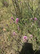 Image of denseflower Indian paintbrush