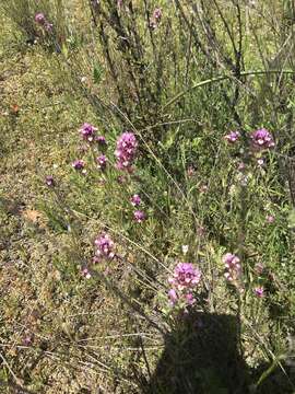 Image of denseflower Indian paintbrush