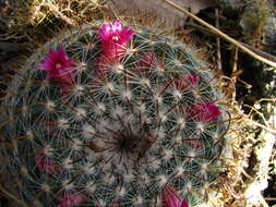 Image of Mammillaria albilanata subsp. oaxacana D. R. Hunt