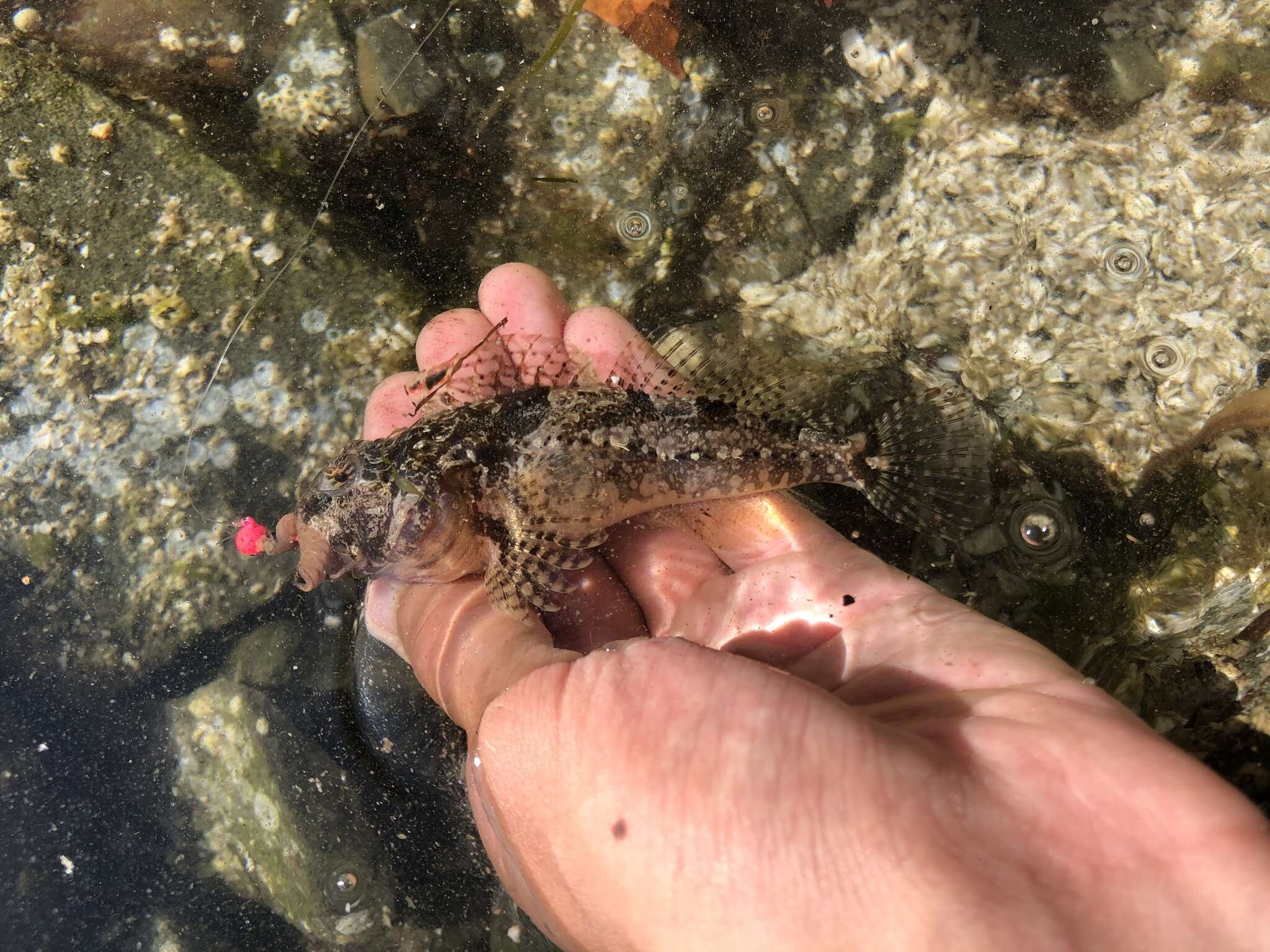 Image of Plumose sculpin