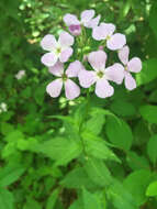 Imagem de Hesperis matronalis L.