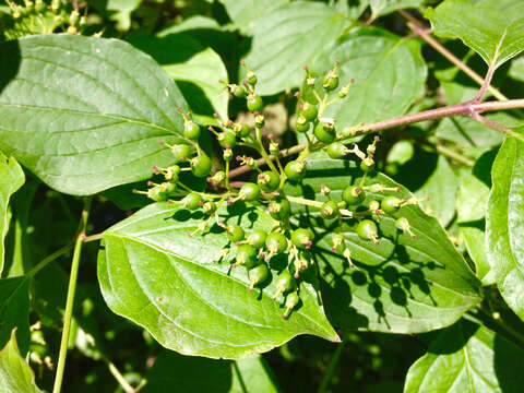 Image of bloodtwig dogwood