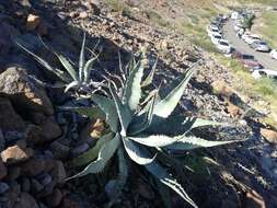 Слика од Agave sobria subsp. roseana (Trel.) Gentry