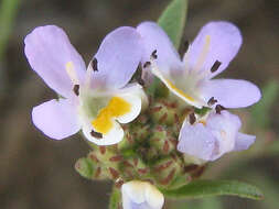 Image of Melanospermum foliosum (Benth.) O. M. Hilliard