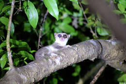 Image of fat-tailed dwarf lemur
