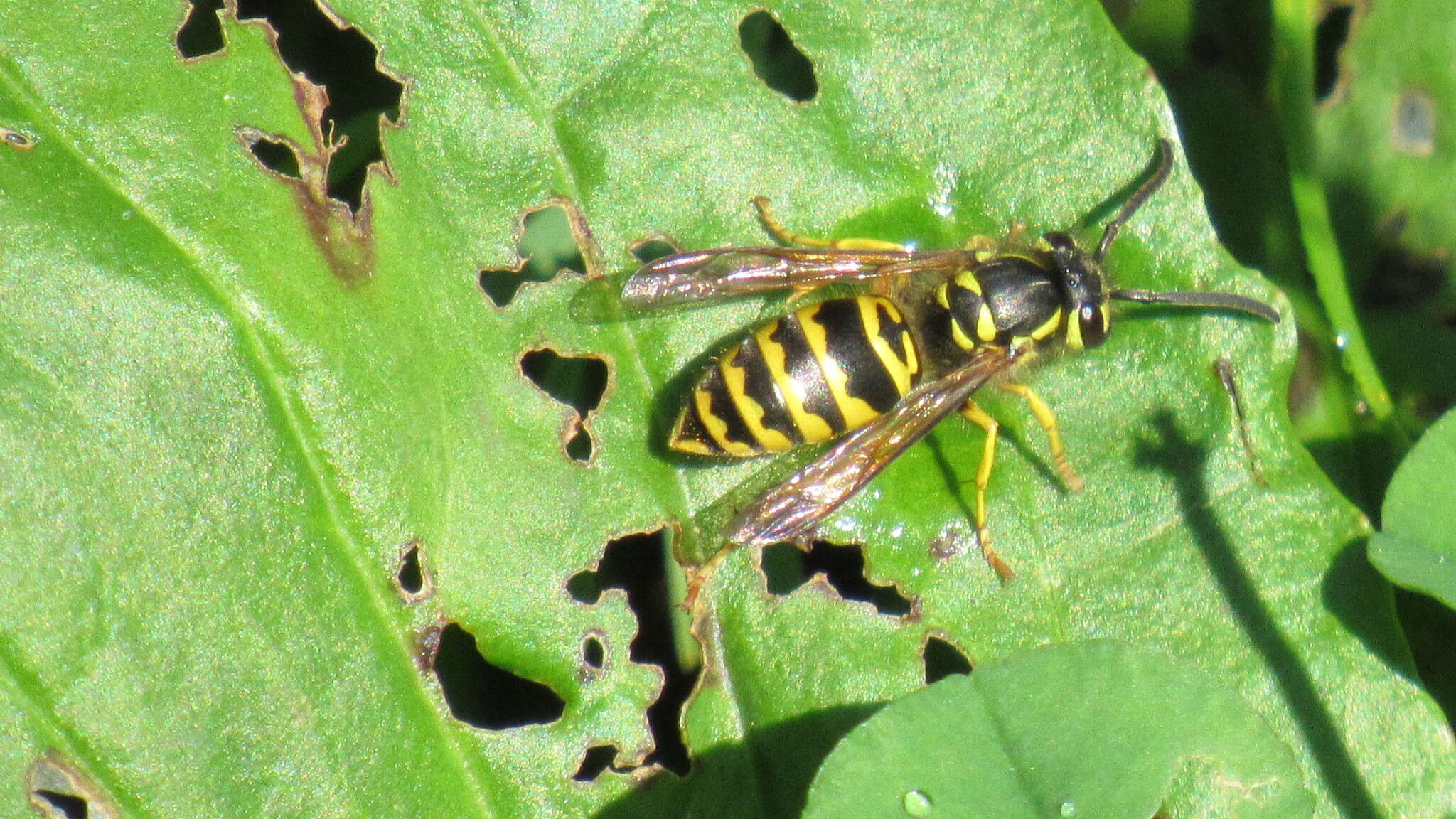 Image of Eastern Yellowjacket