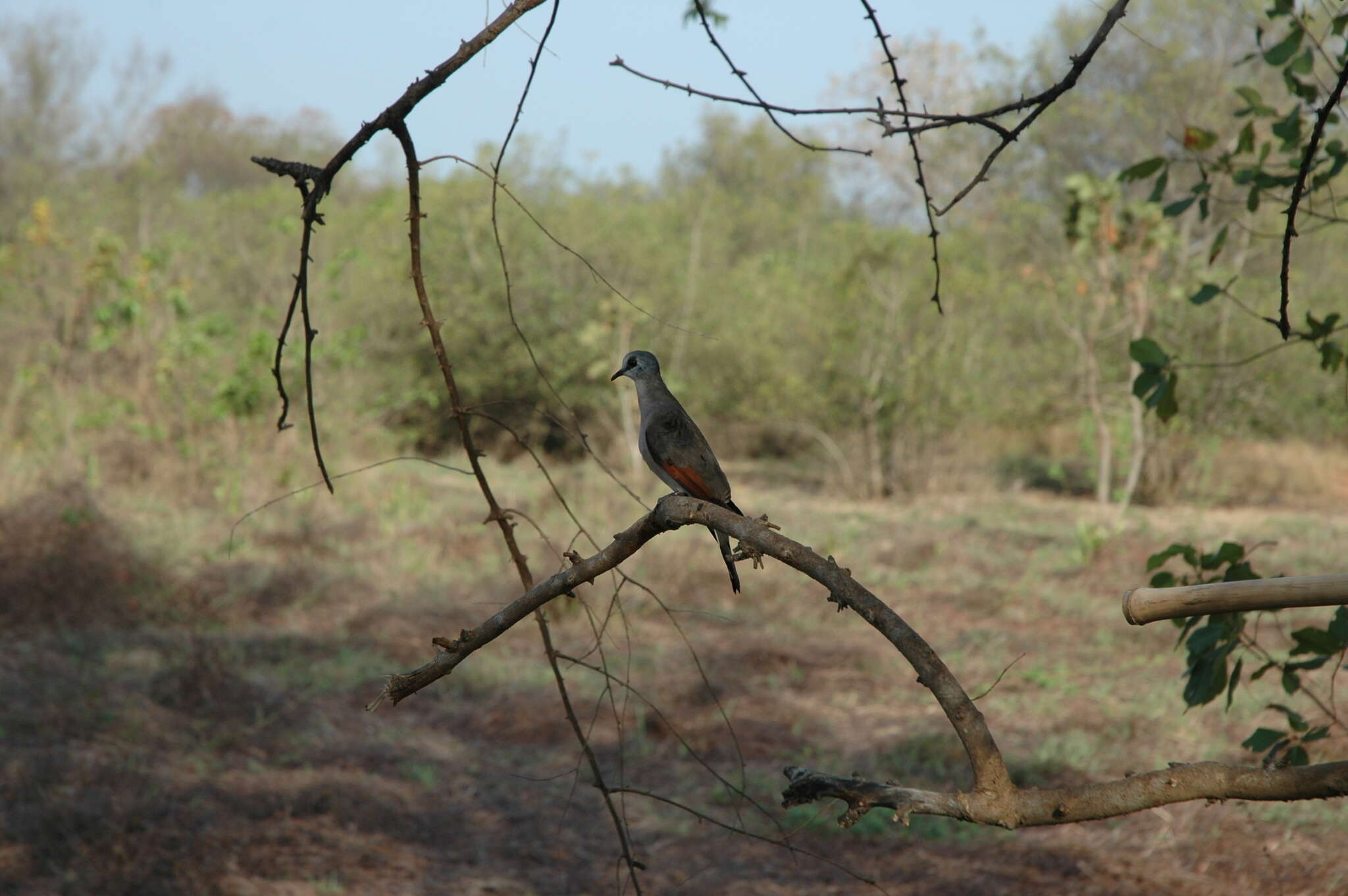 Image of Black-billed Dove