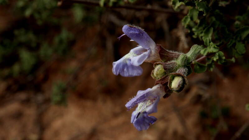 Imagem de Salvia dentata Aiton