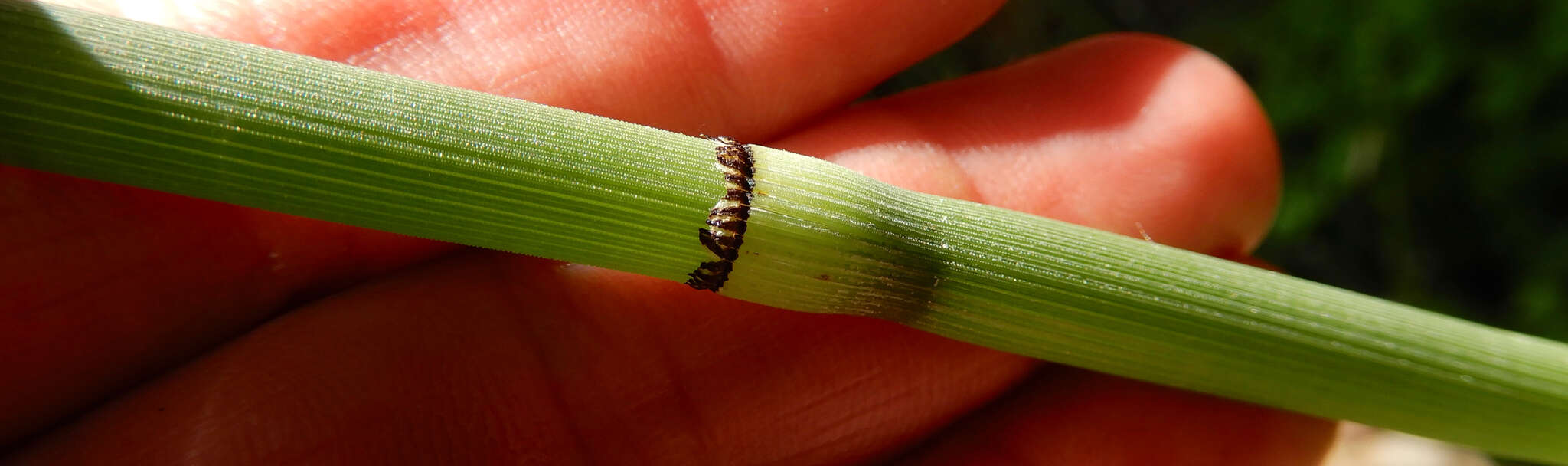 Image of smooth horsetail