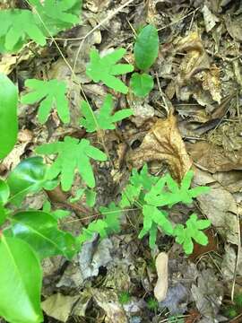 Image of American climbing fern