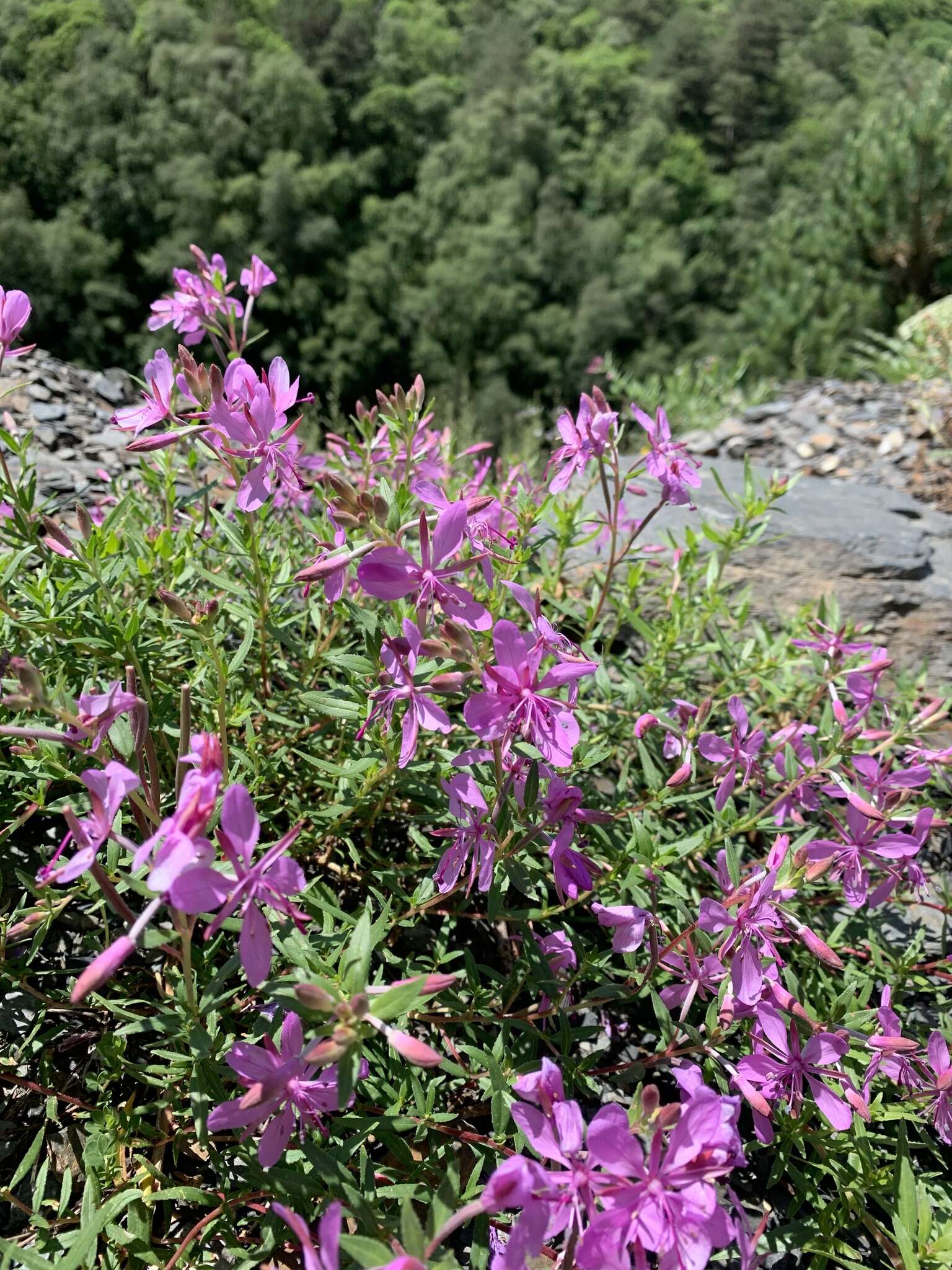 Imagem de Epilobium colchicum subsp. colchicum