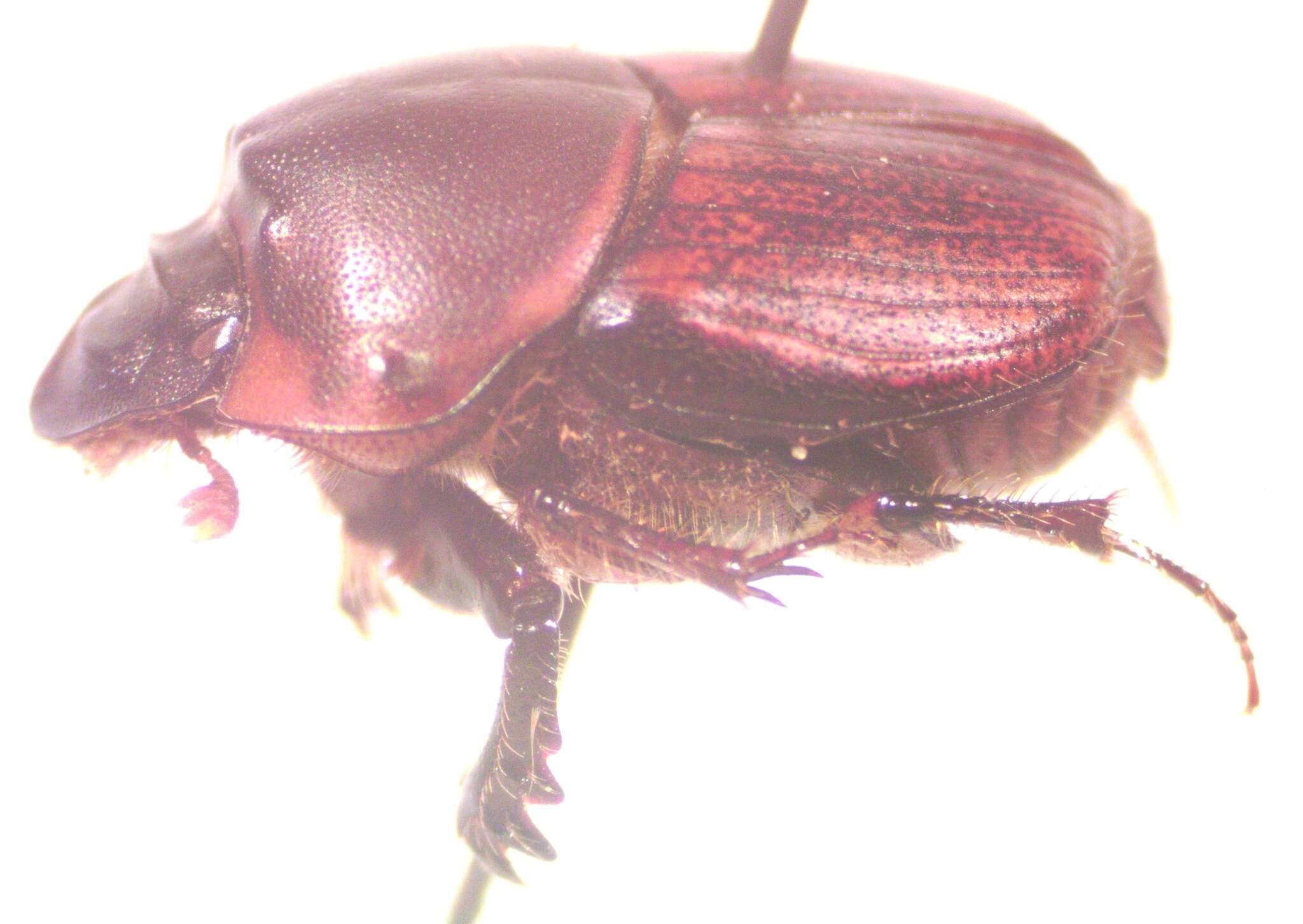 Слика од Onthophagus gazellinus Bates 1887