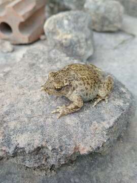 Image of Alytes obstetricans pertinax García-París & Martínez-Solano 2001