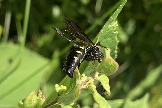 Myzinum obscurum (Fabricius 1805)的圖片