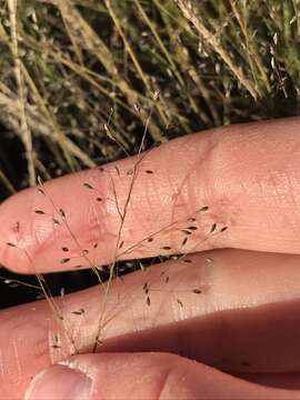 Image of bog muhly