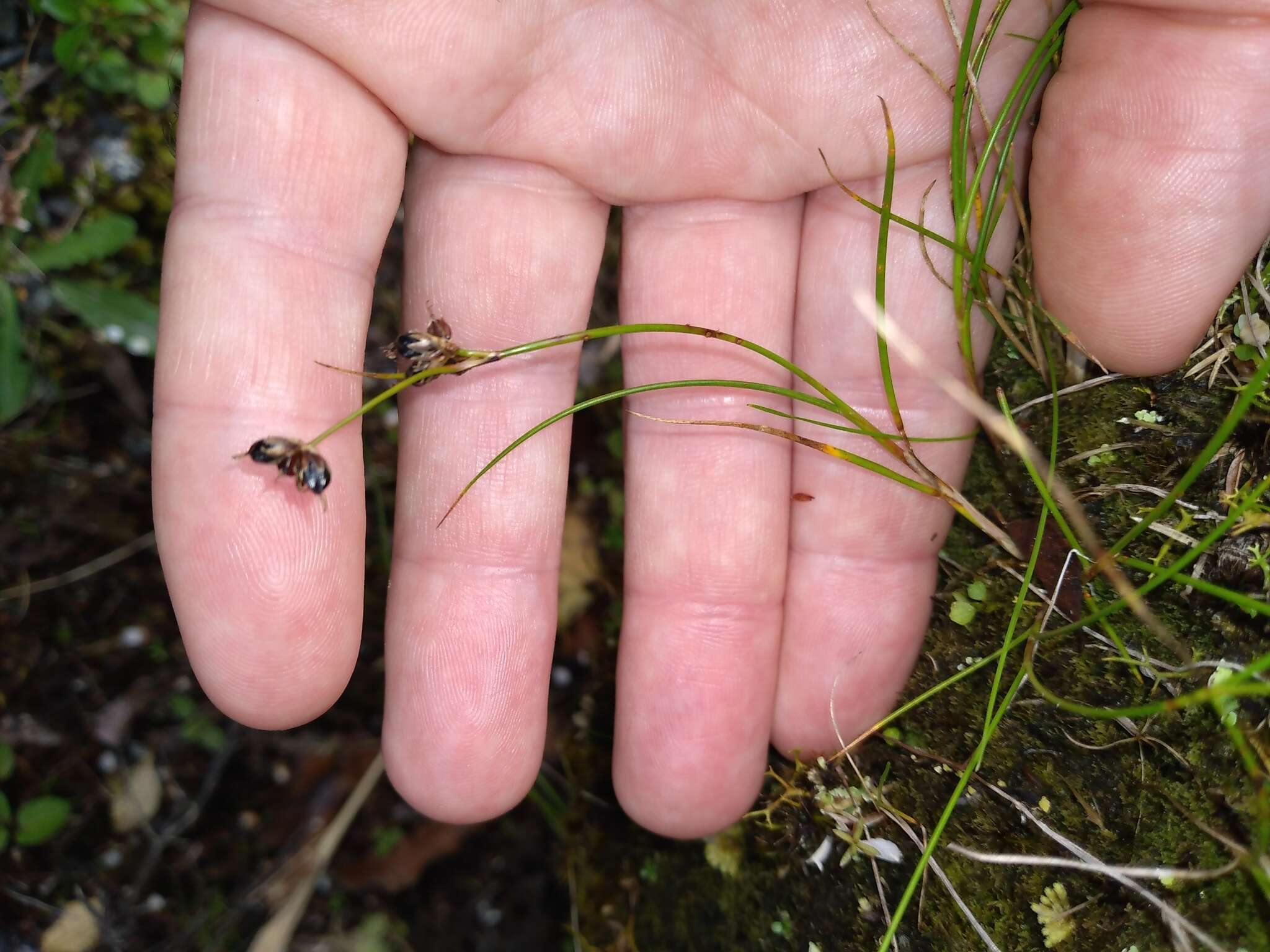 Imagem de Juncus novae-zelandiae Hook. fil.