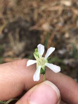 Слика од Horkeliella purpurascens (S. Wats.) Rydb.