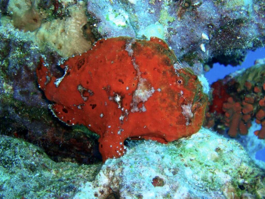 Image of Flagpole Frogfish