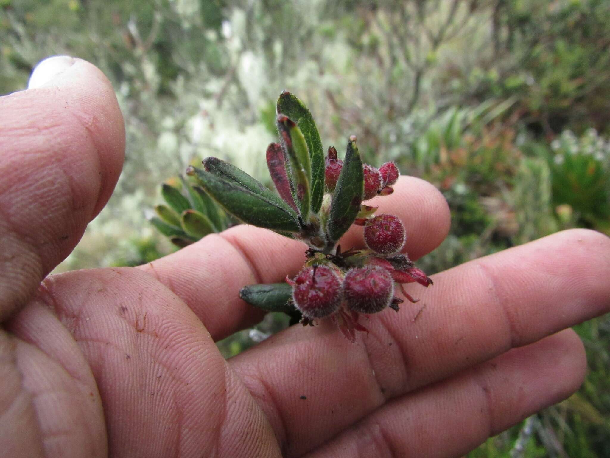 Imagem de Gaylussacia buxifolia Kunth