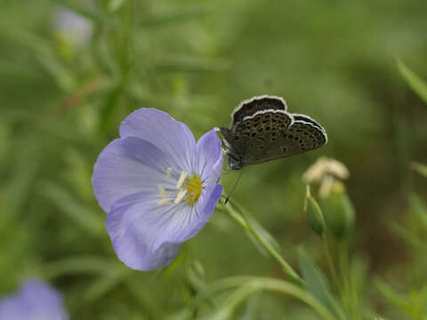 Image of Linum komarovii Juz.