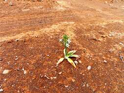 Image of Ornithogalum tanquanum (Mart.-Azorín & M. B. Crespo) J. C. Manning & Goldblatt