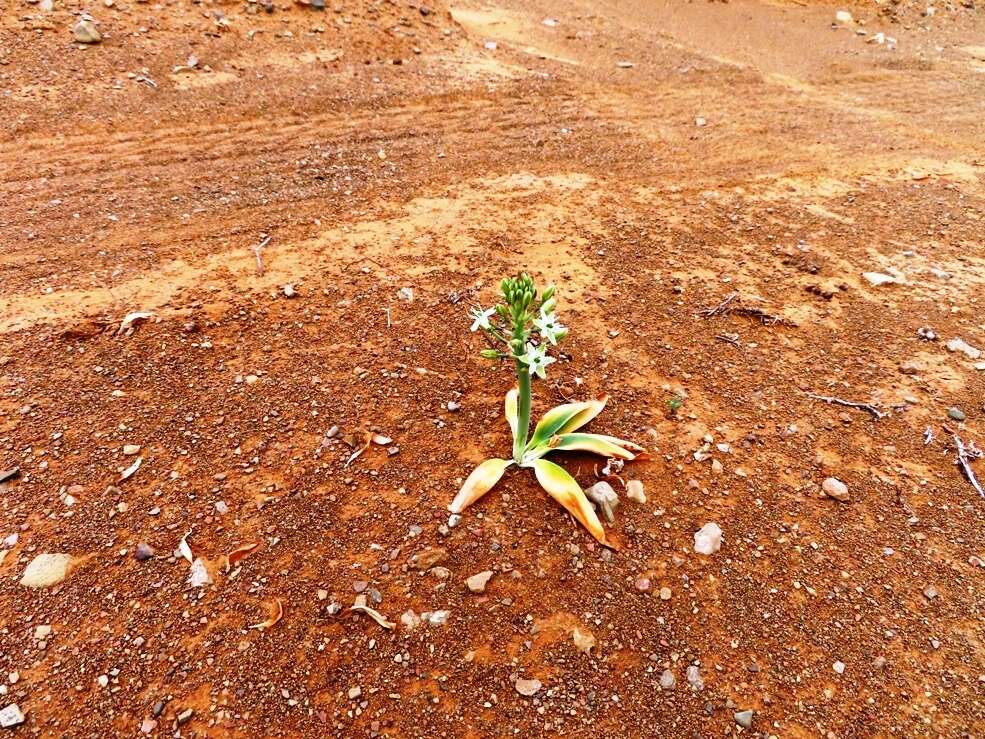 Image of Ornithogalum tanquanum (Mart.-Azorín & M. B. Crespo) J. C. Manning & Goldblatt