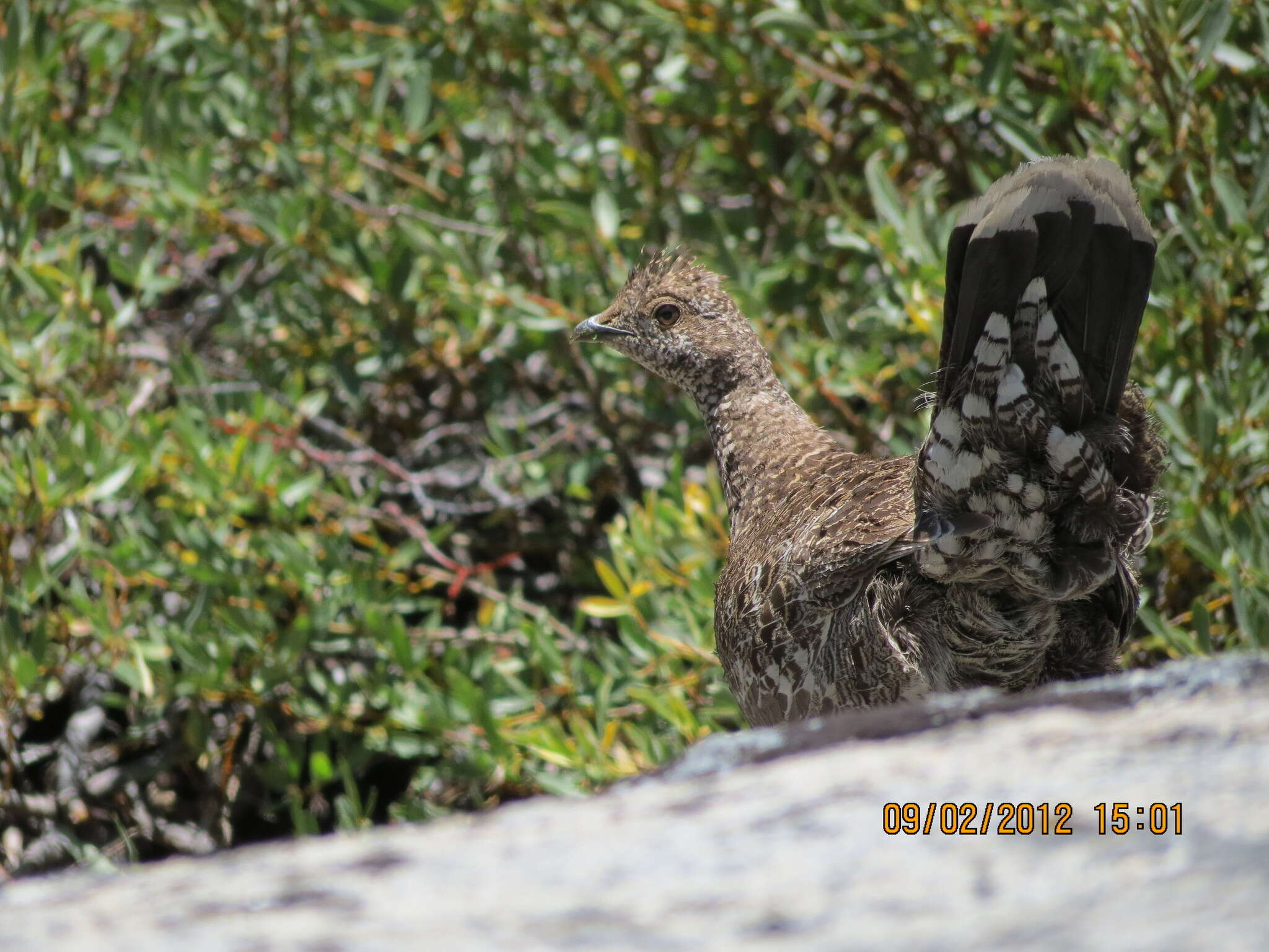 Imagem de Dendragapus Elliot & DG 1864