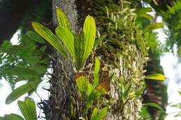 Image of Red horntail orchid