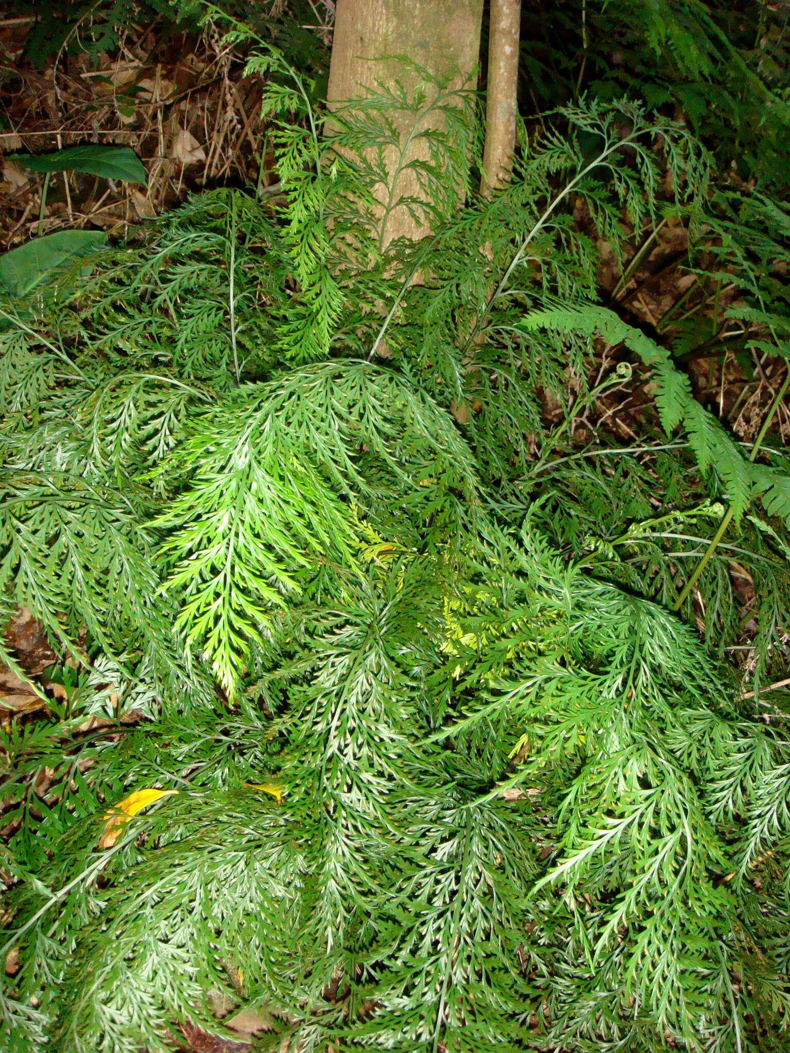 Image of Asplenium shuttleworthianum Kunze