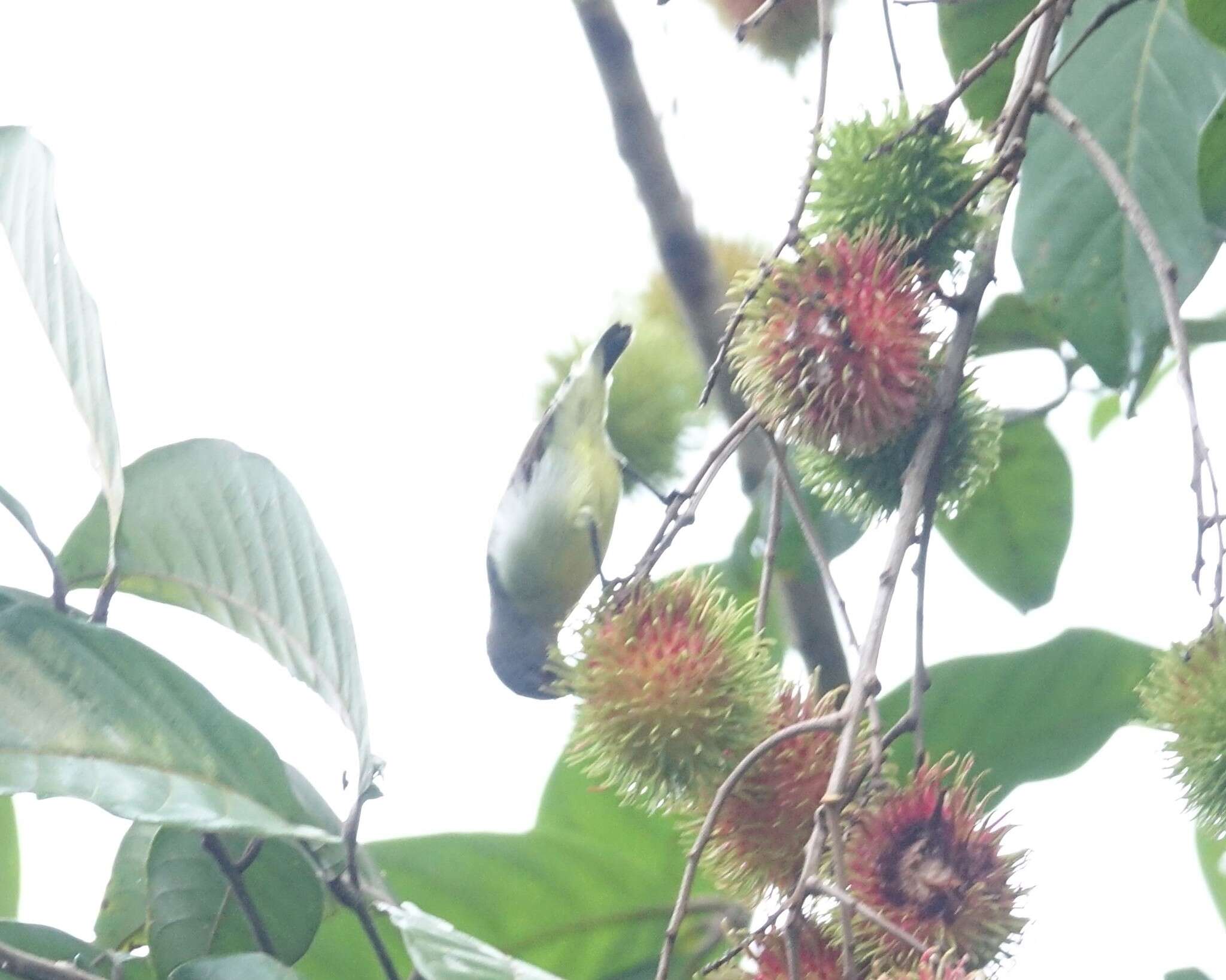 Image of Legge's Flowerpecker