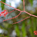 Imagem de Renanthera elongata (Blume) Lindl.