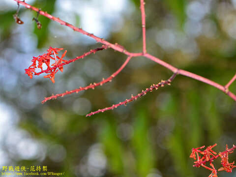 Image de Renanthera elongata (Blume) Lindl.