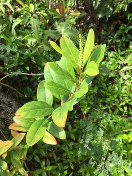 Citharexylum caudatum L.的圖片