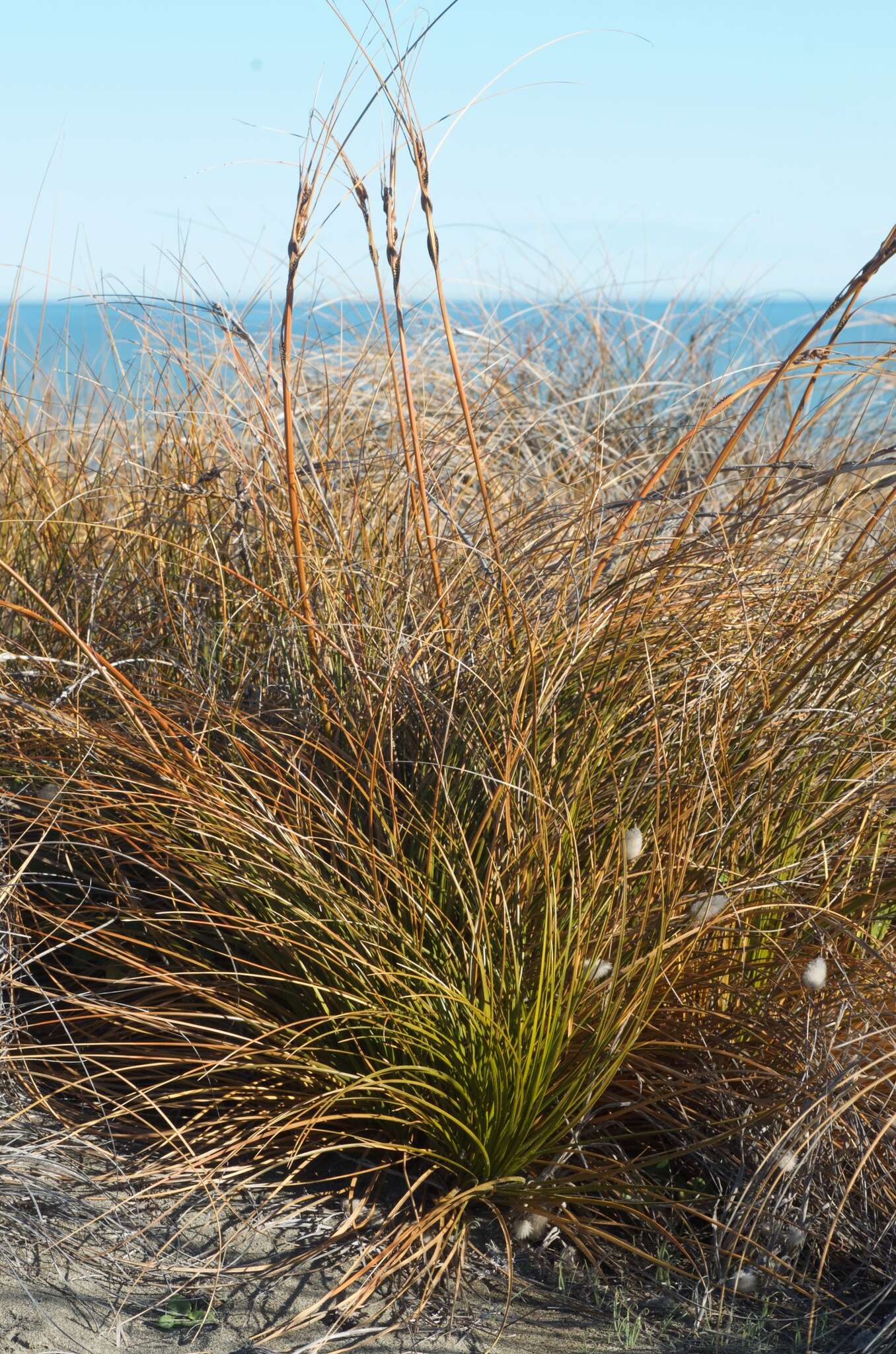 Plancia ëd Ficinia spiralis (A. Rich.) Muasya & de Lange