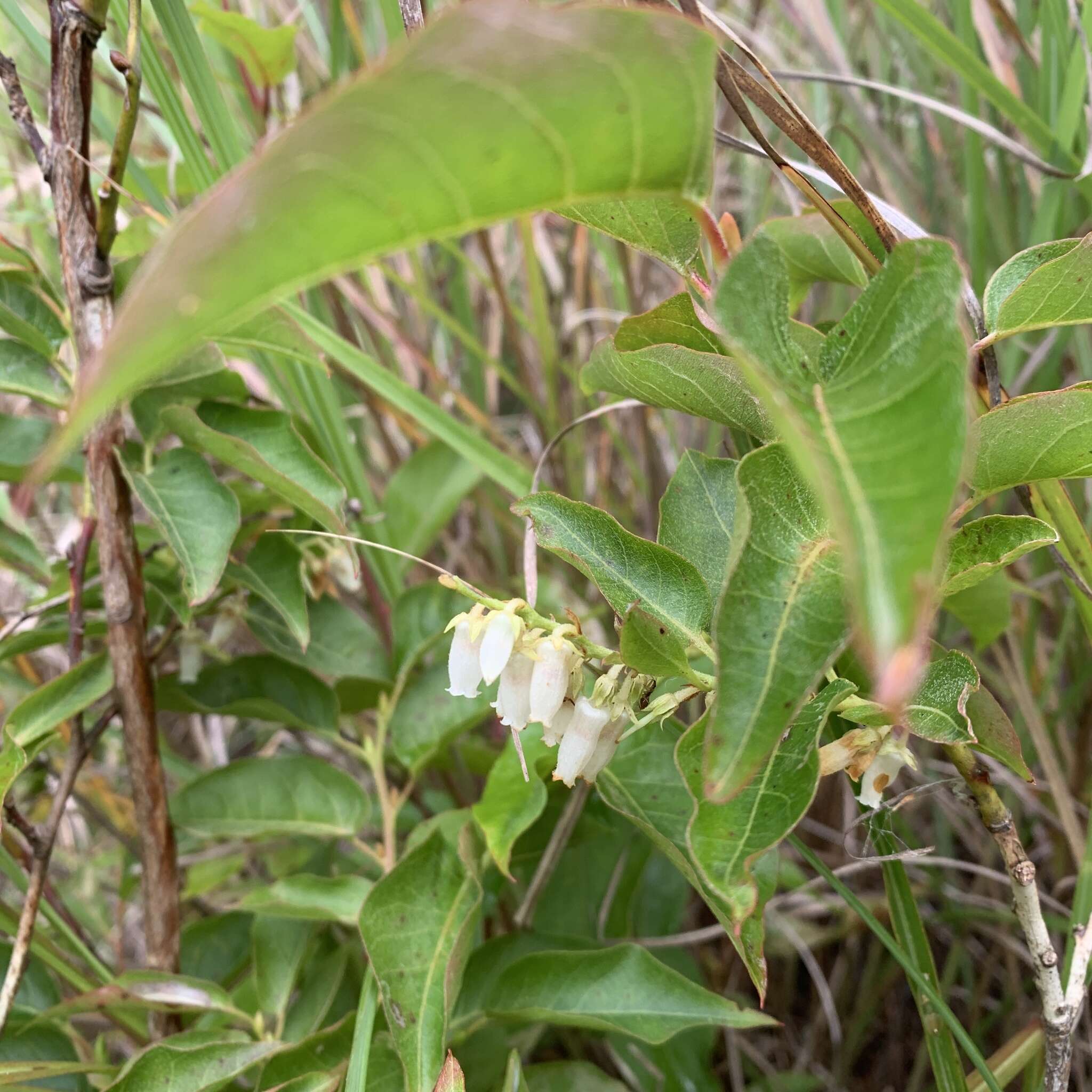 Image of Lyonia ovalifolia (Wall.) Drude