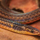 Image of Ampat Lawang Dwarf Snake