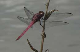 Image of Orthemis macrostigma (Rambur 1842)