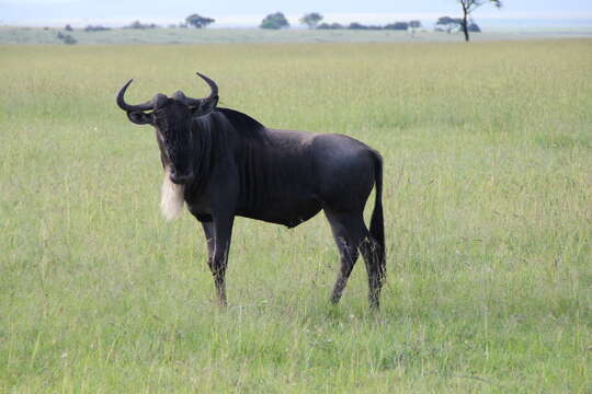 Image of Western white-bearded Wildebeest