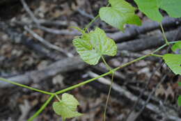 Plancia ëd Vitis novae-angliae Fern.