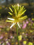 Ptilotus gaudichaudii (Steudel) J. M. Black的圖片