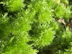 Image of pale bog-moss
