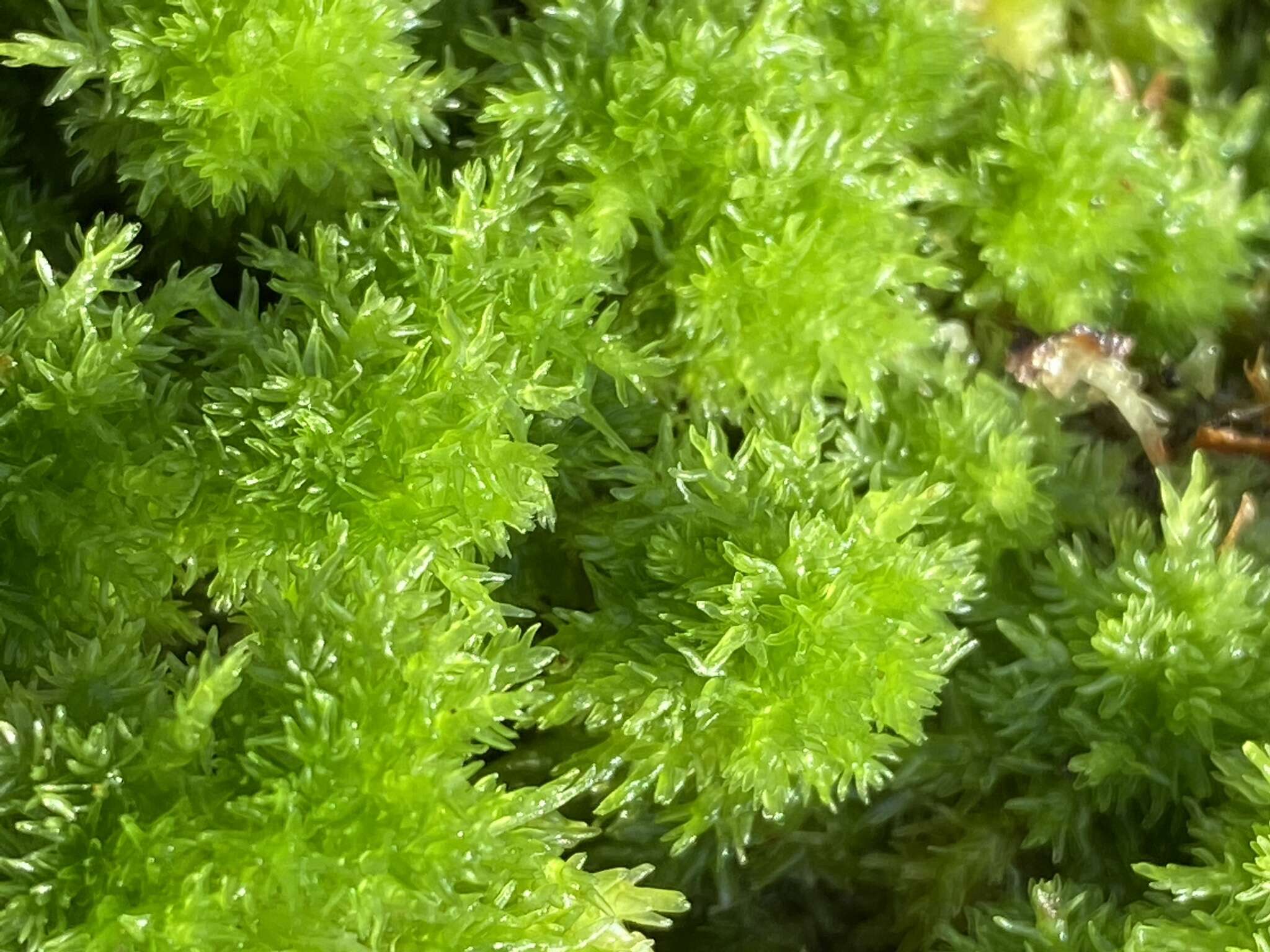 Image of pale bog-moss
