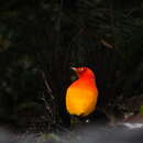 Image of Flame Bowerbird