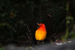 Image of Flame Bowerbird