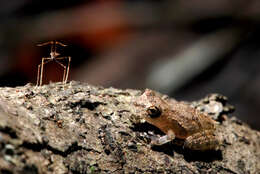 Image of Rio Mutum Snouted Treefrog