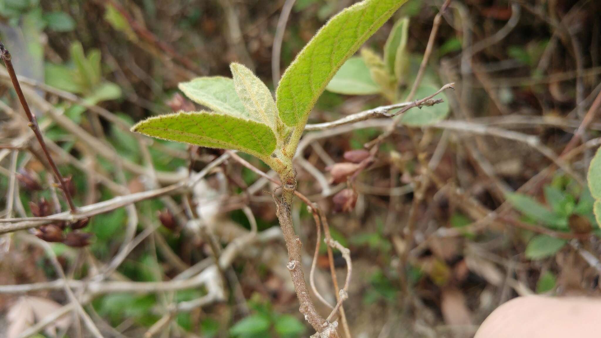 Image of Croton crassifolius Geiseler