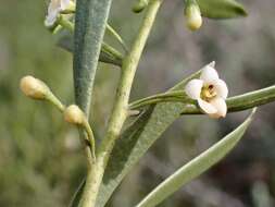 Image de Eremophila deserti (Cunn. ex Benth.) R. J. Chinnock