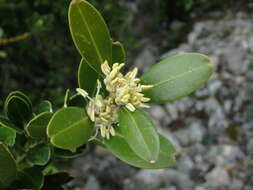 Sivun Buxus balearica Lam. kuva